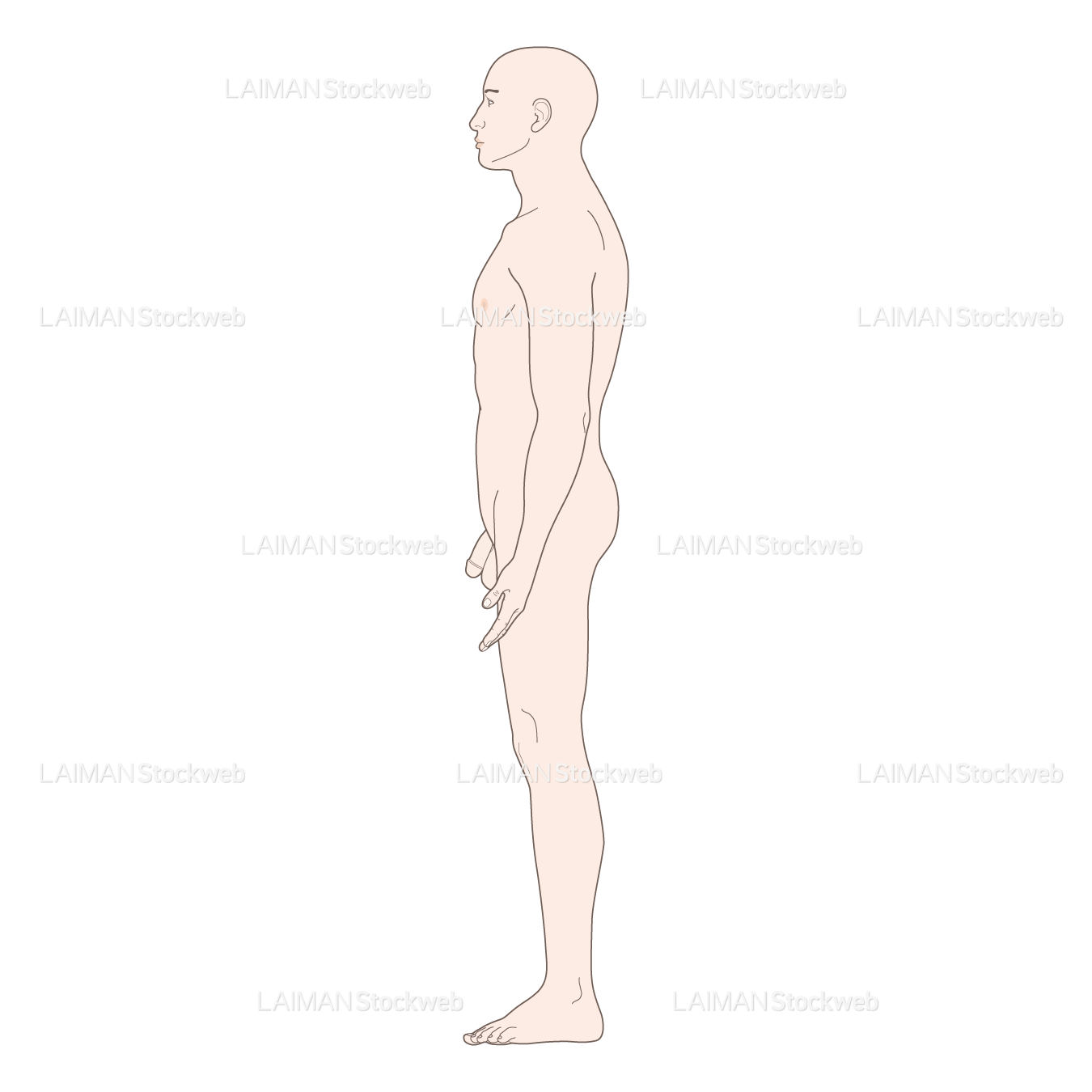 男性体表 (側面 髪なし)