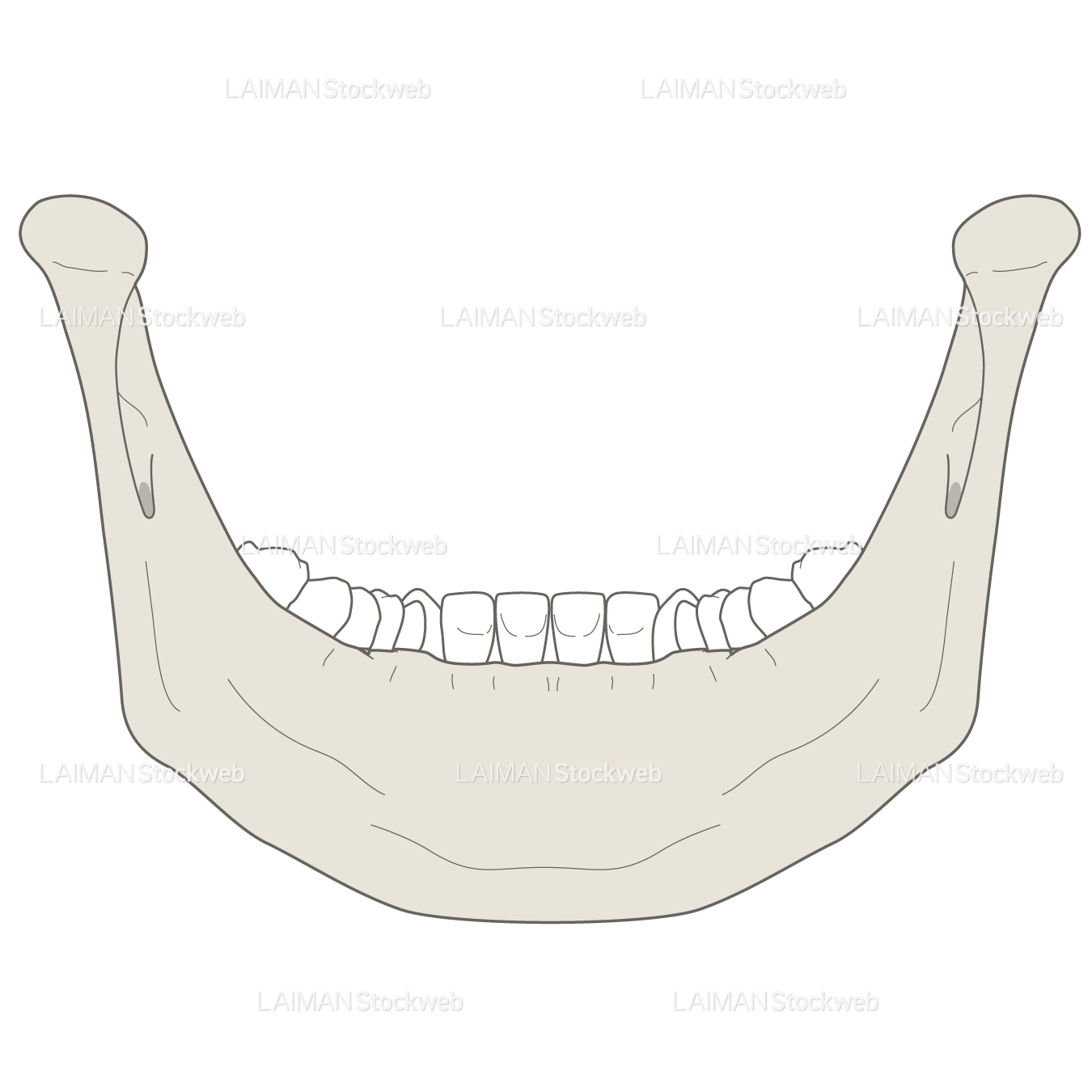 女性骨格 (下顎骨 後面)
