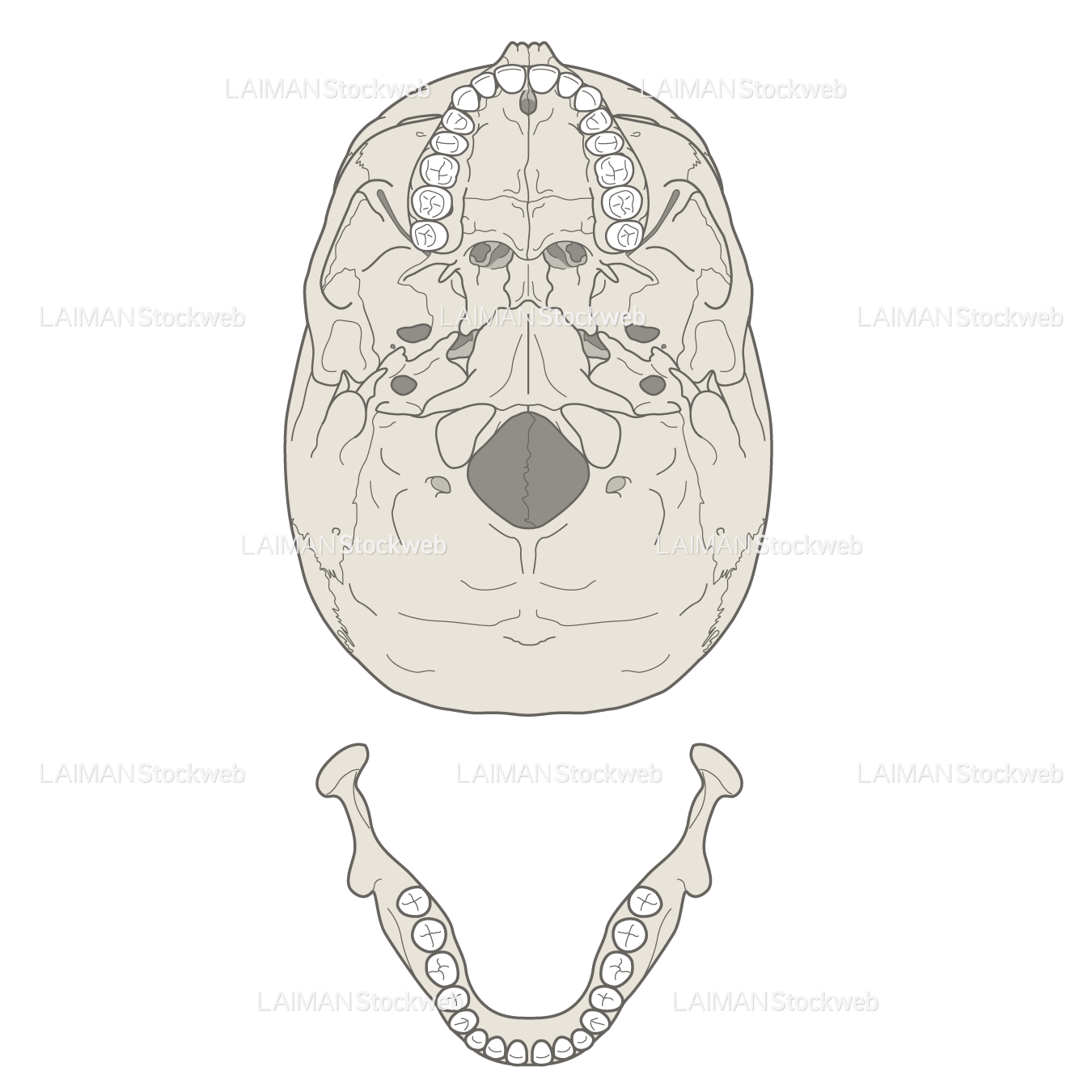 女性骨格 (歯列)