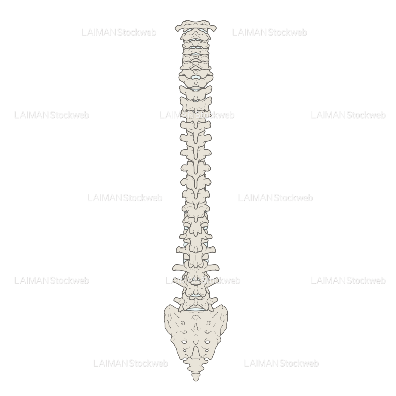 女性骨格 (脊椎 後面)