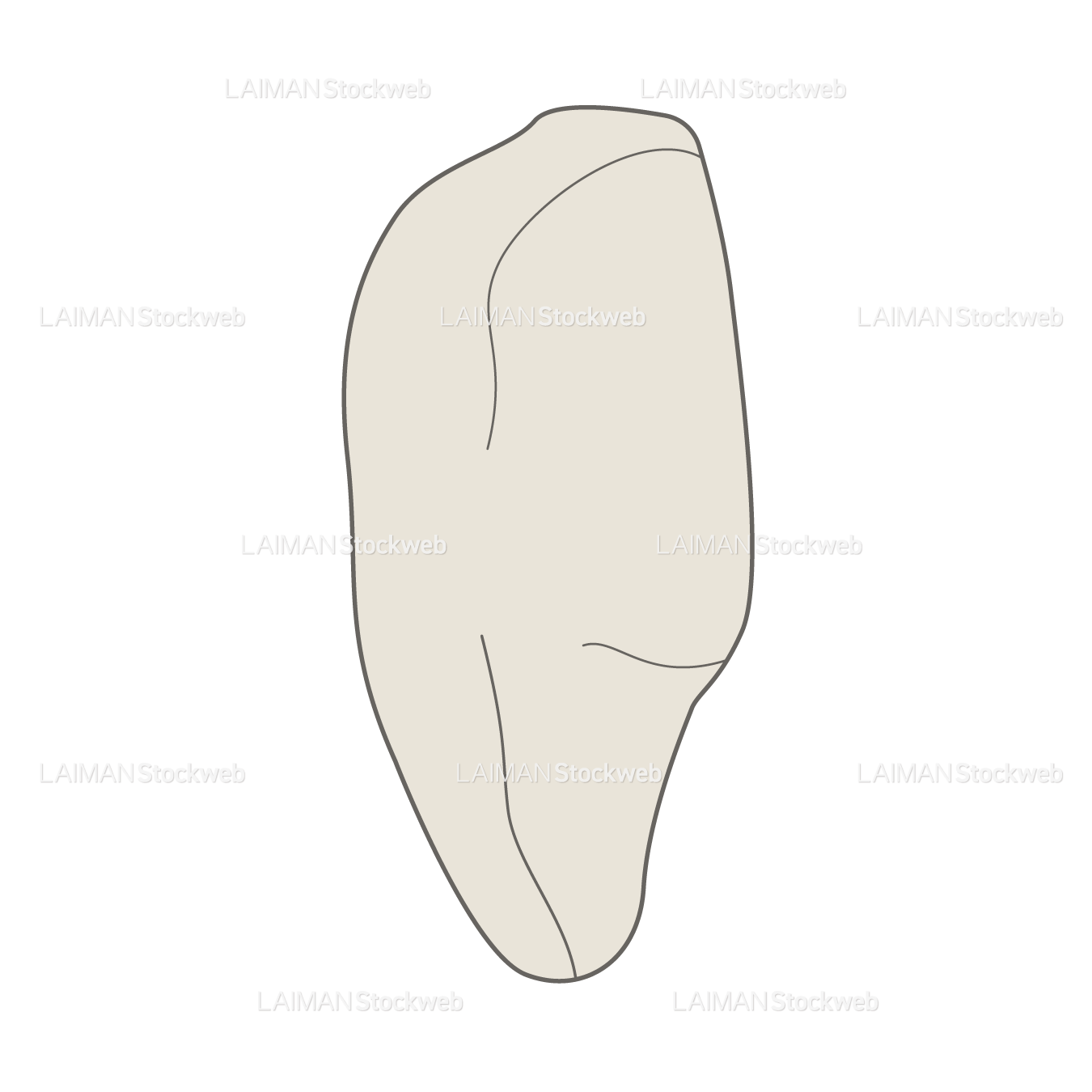 女性骨格 (膝蓋骨 側面)