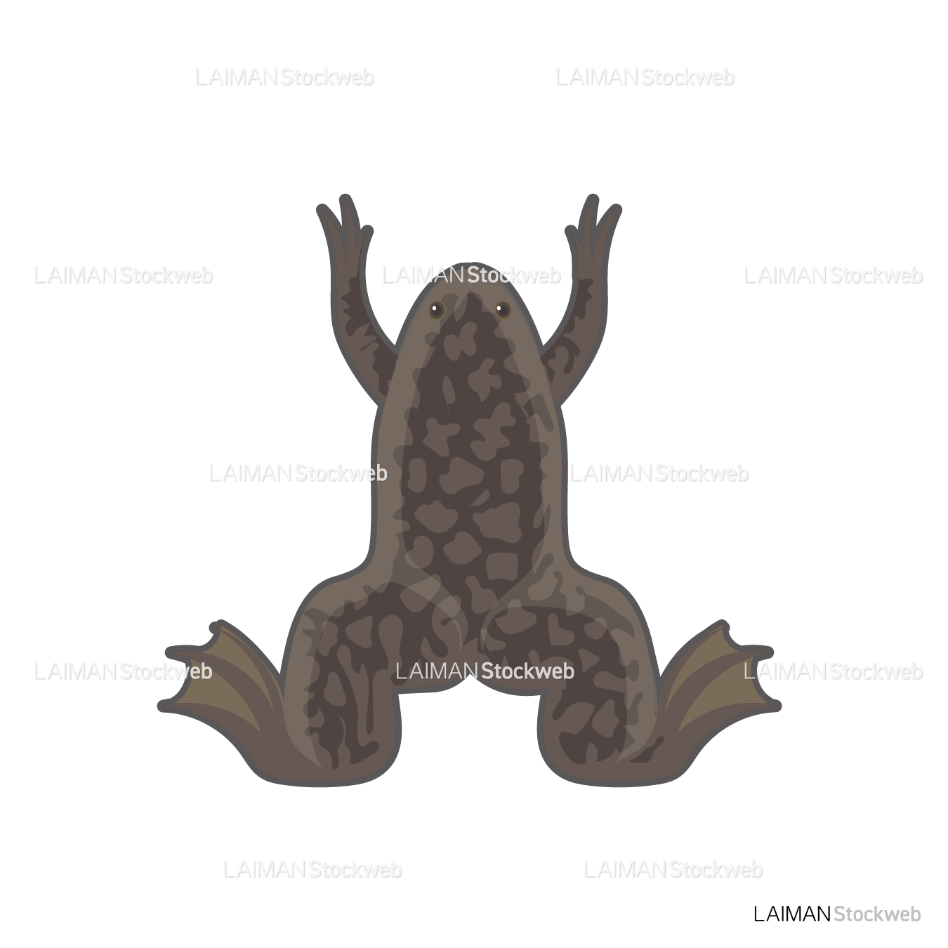 アフリカツメガエル(オス)