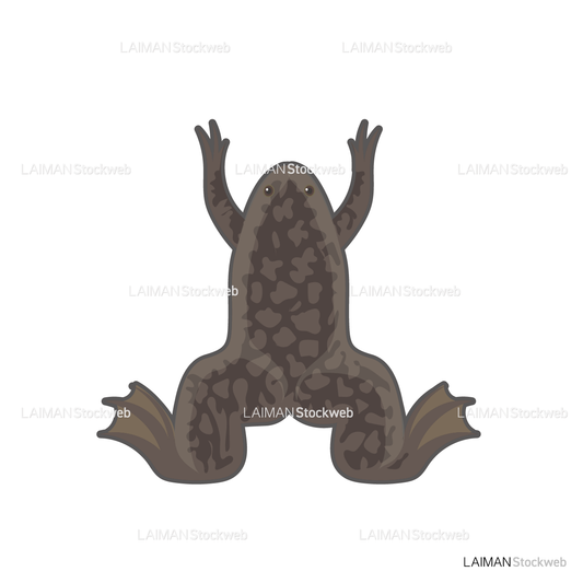 アフリカツメガエル(オス)