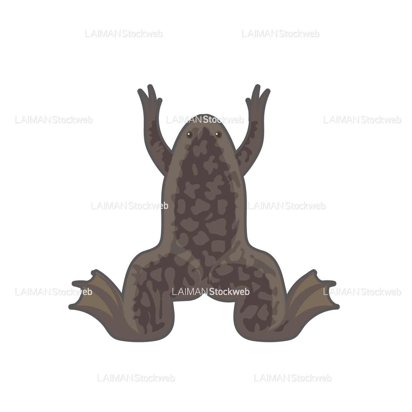 アフリカツメガエル(オス)