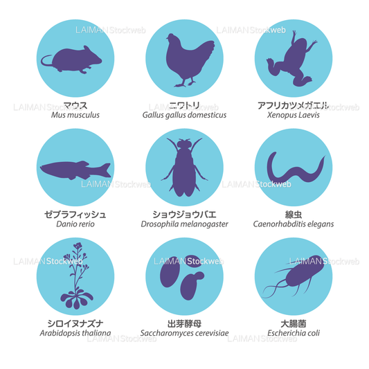 代表的モデル生物