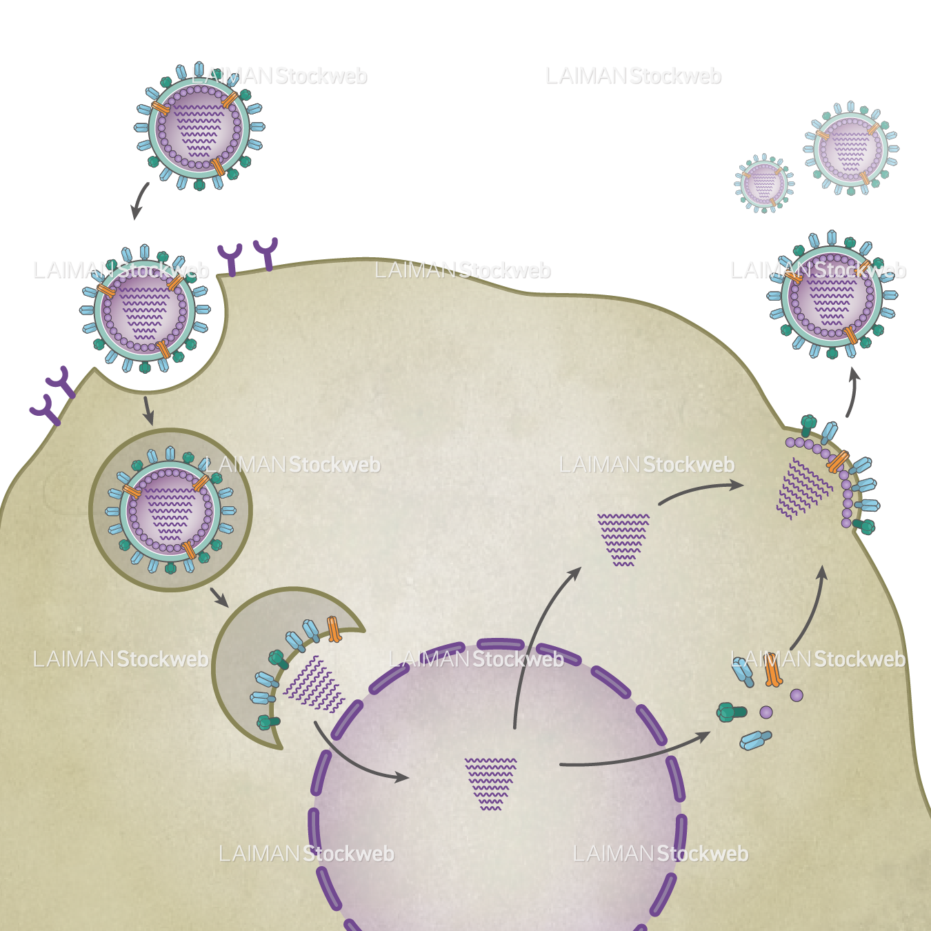 インフルエンザウィルス(生活環・文字なし)