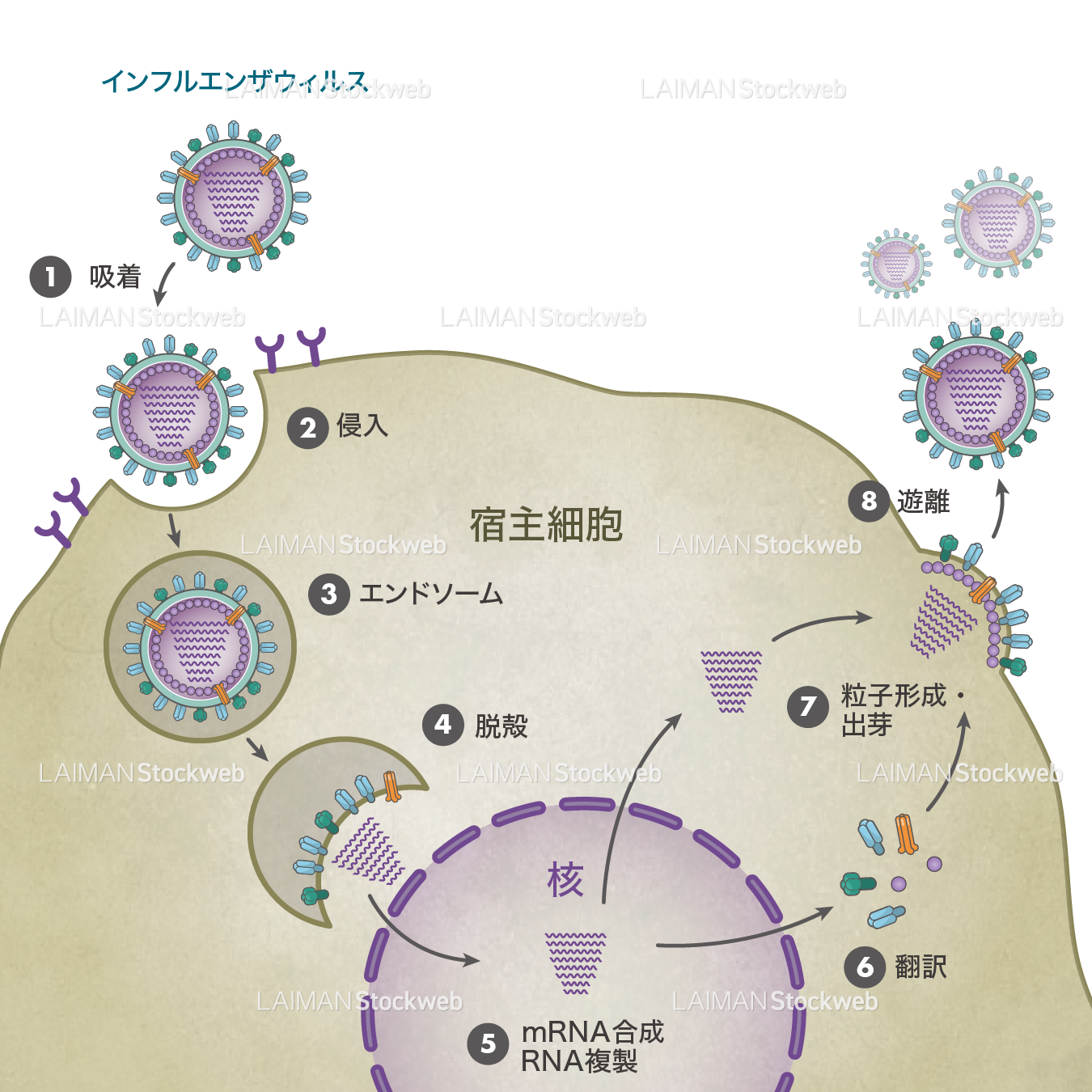 インフルエンザウィルス(生活環・文字あり)