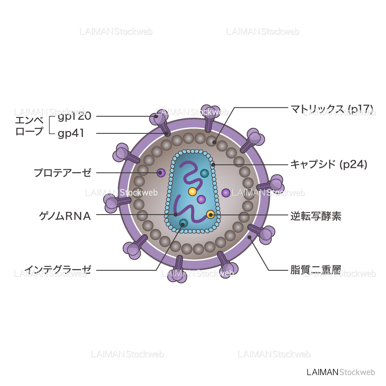HIVウィルス(構造・文字あり)