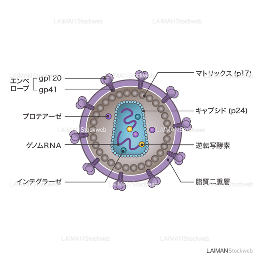 HIVウィルス(構造・文字あり)