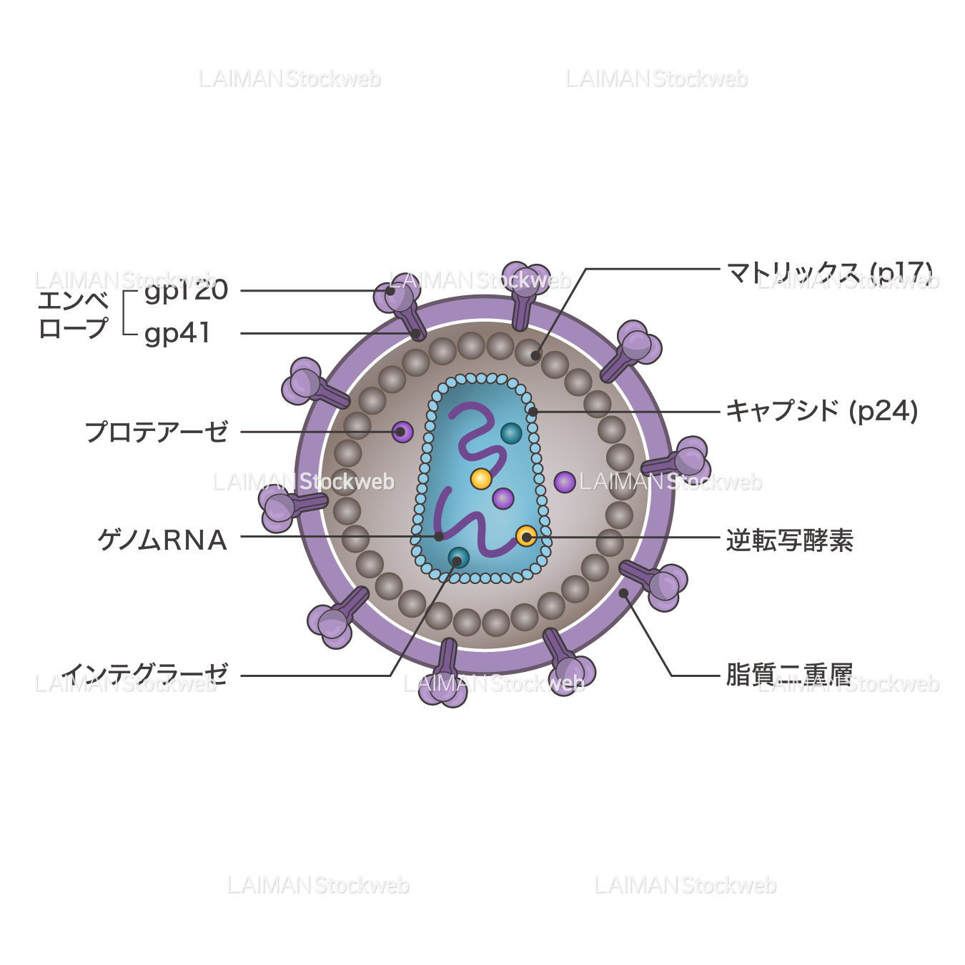 HIVウィルス(構造・文字あり)
