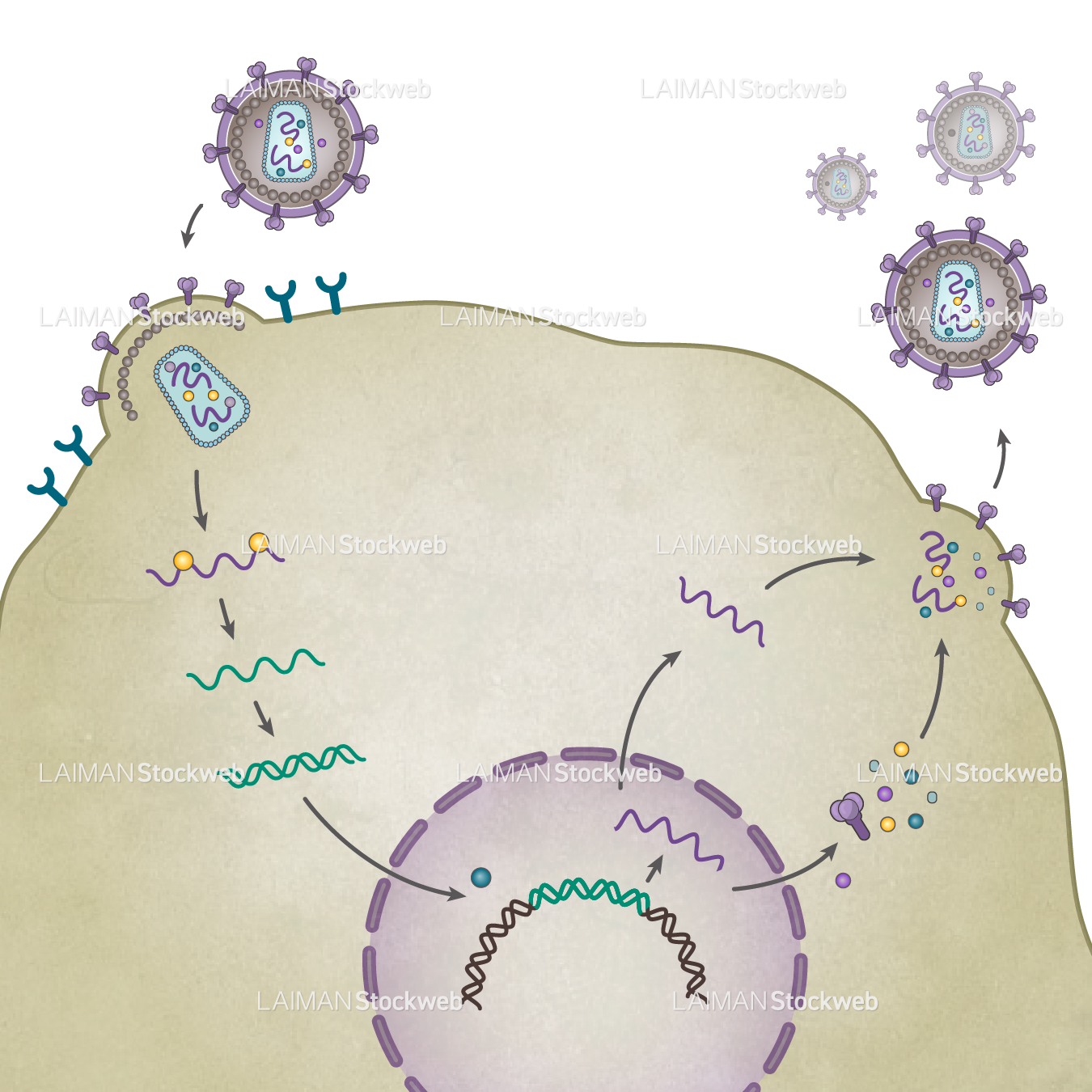 HIVウィルス(生活環・文字なし)