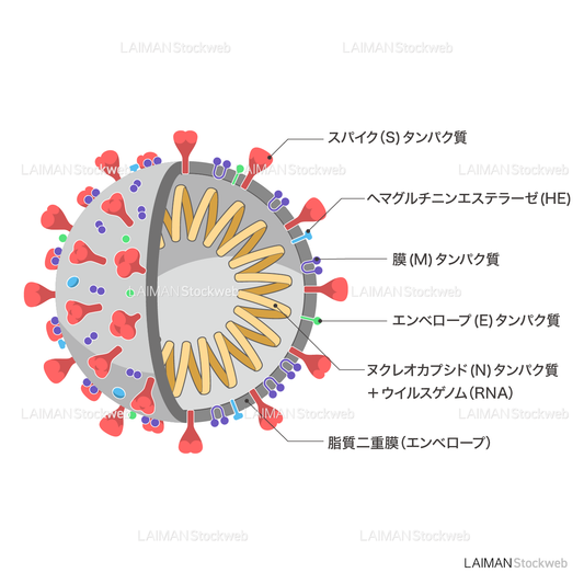 新型コロナウイルス(SARS-CoV-2)の構造_部分断面・文字あり