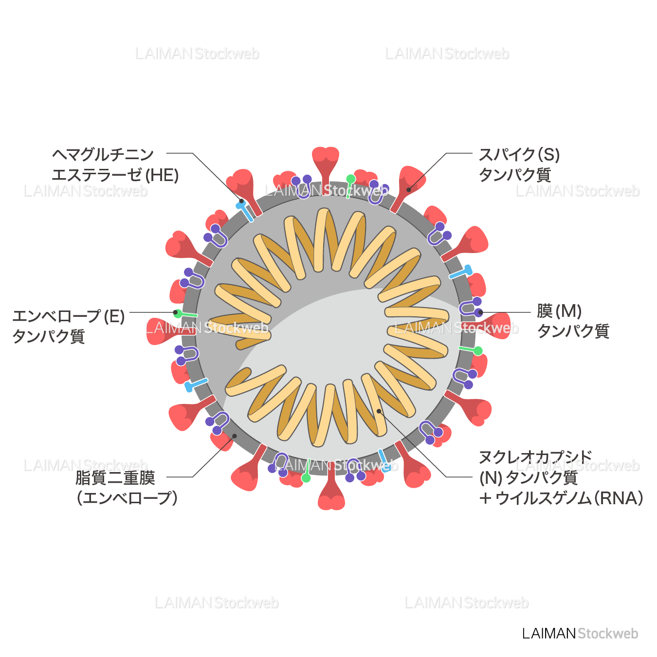 新型コロナウイルス(SARS-CoV-2)の構造_断面・文字あり