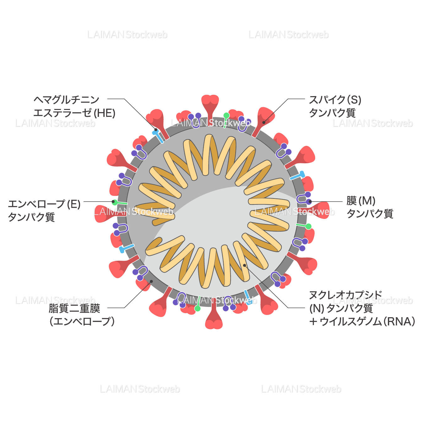 新型コロナウイルス(SARS-CoV-2)の構造_断面・文字あり