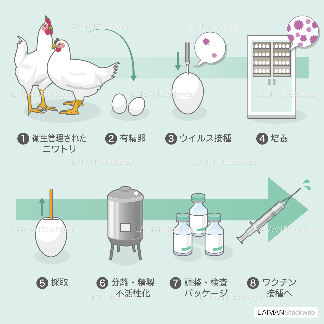 ワクチンの製造(ふ化鶏卵培養法)