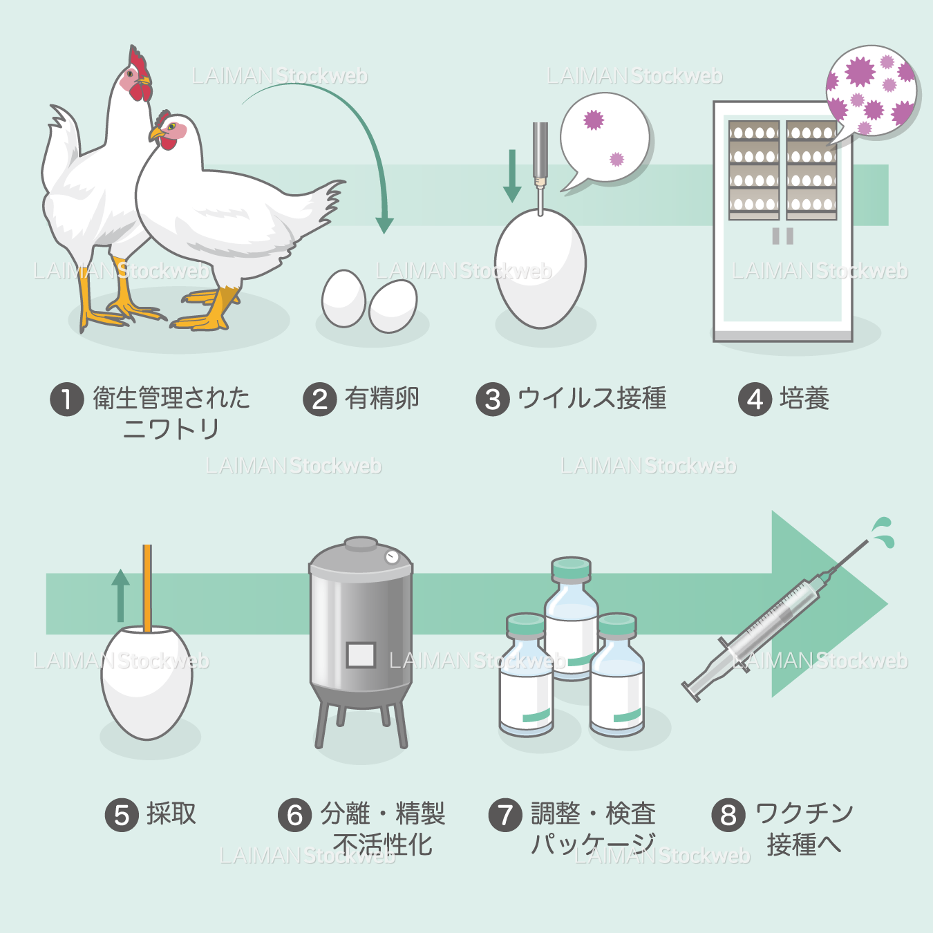 ワクチンの製造(ふ化鶏卵培養法)