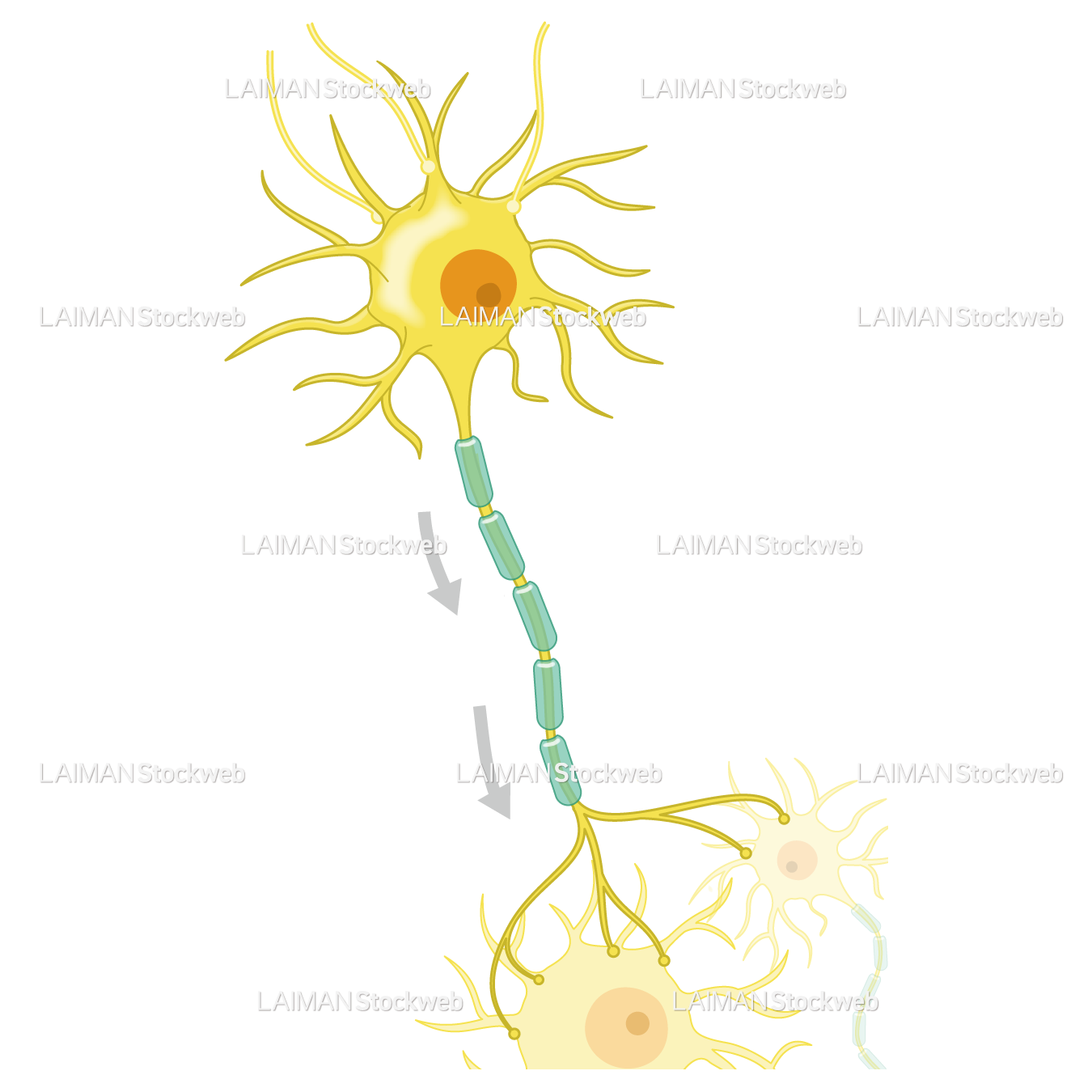 神経細胞(信号の流れ)