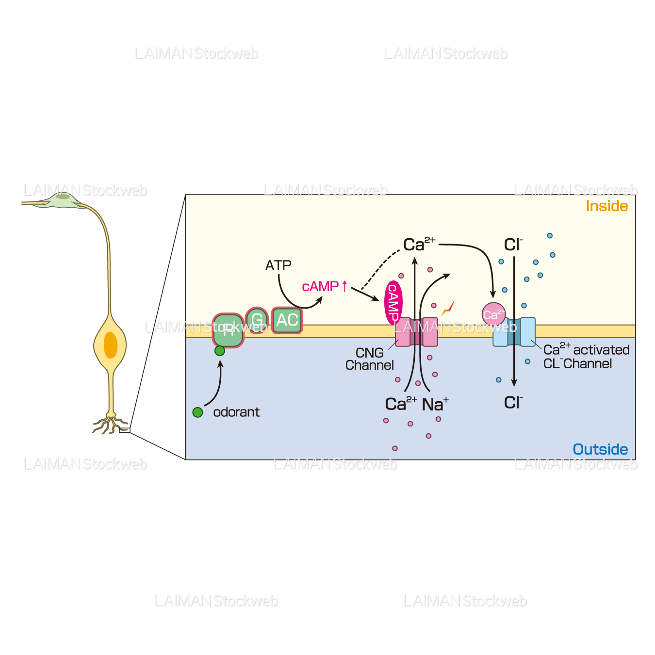 嗅神経細胞と嗅覚受容体