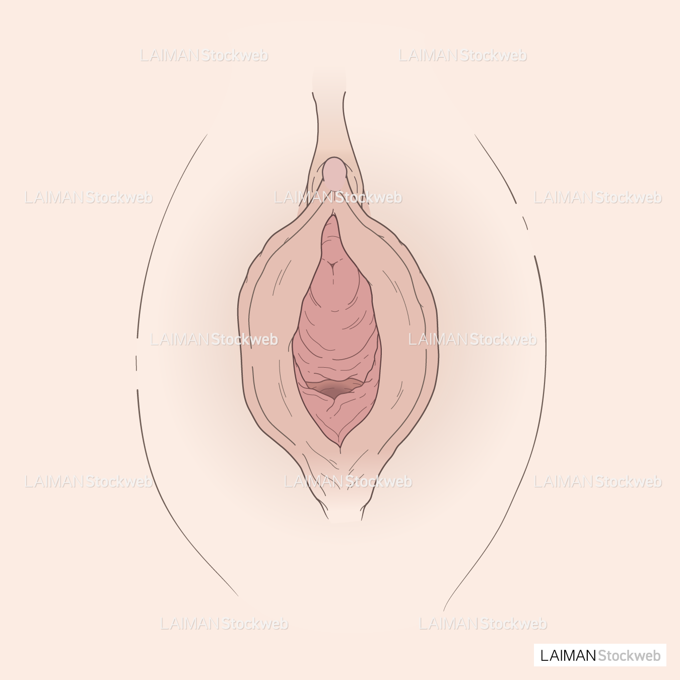 女性外性器 写真