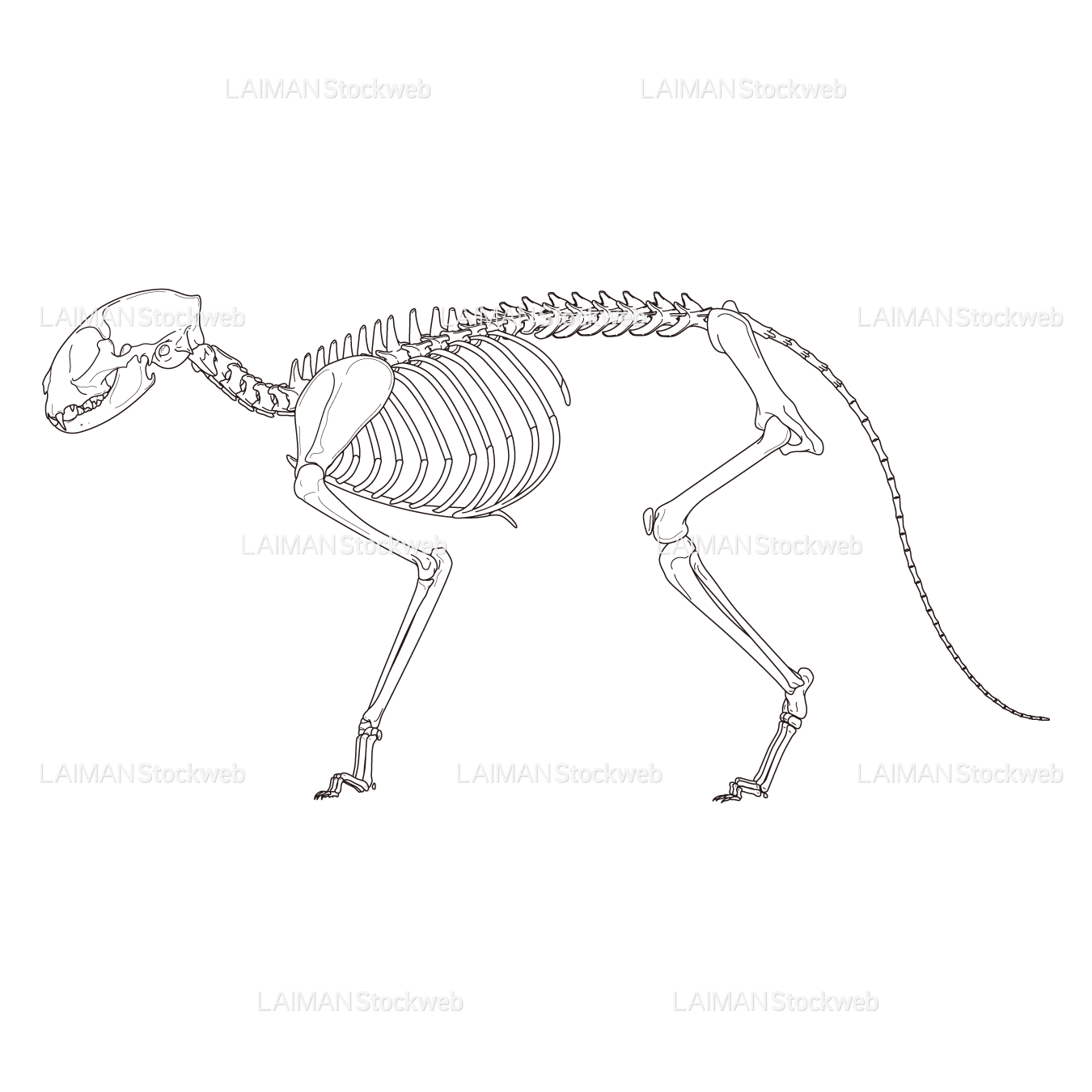 ネコの全身骨格