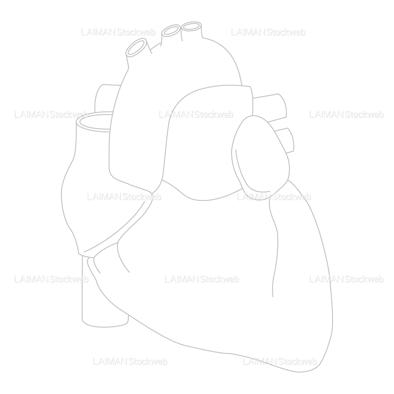 心臓(前面)_白地図