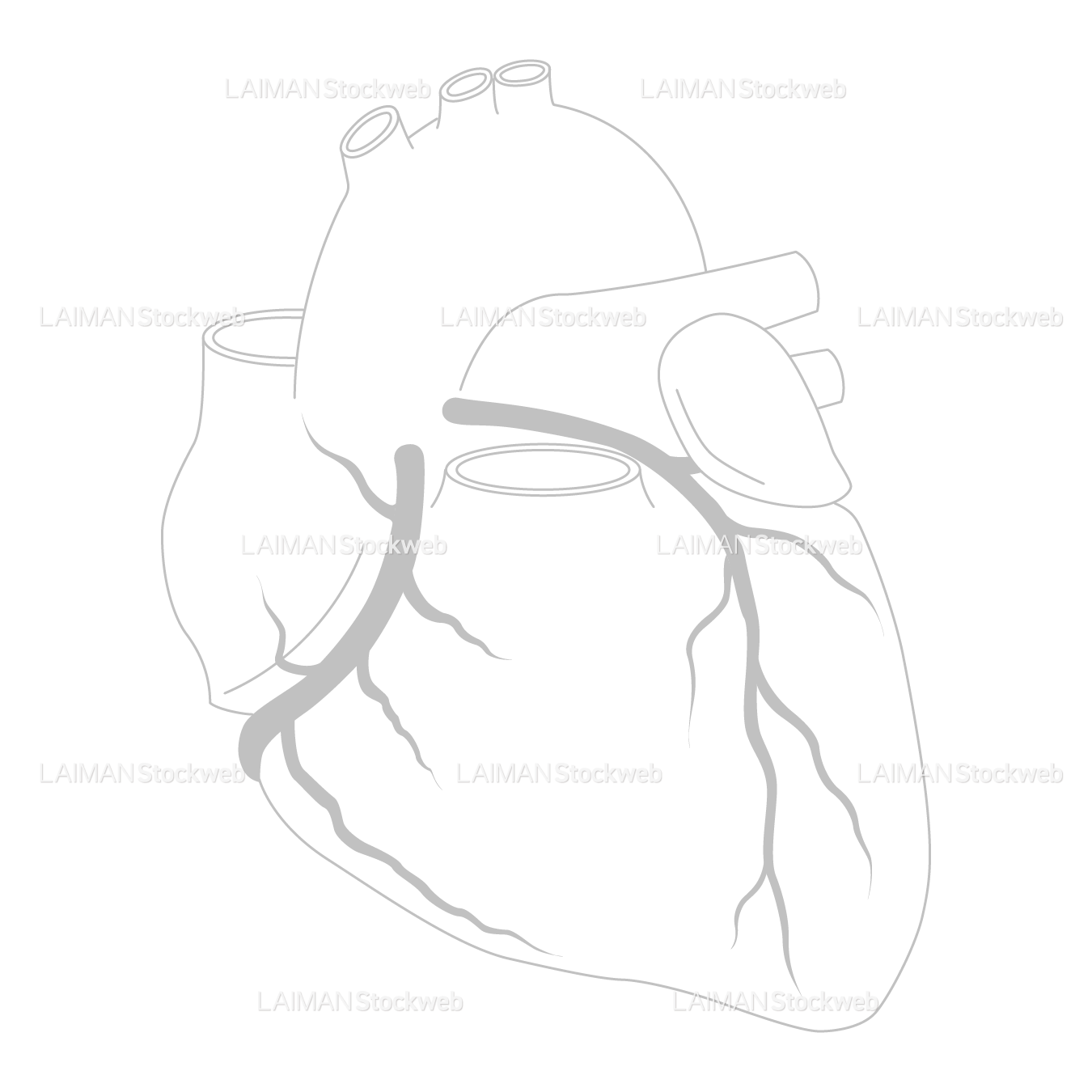 冠動脈(前面)_白地図
