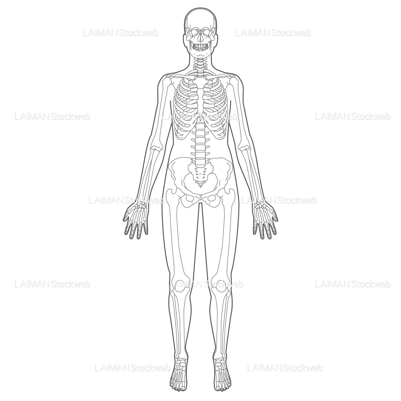 全身骨格(前面)