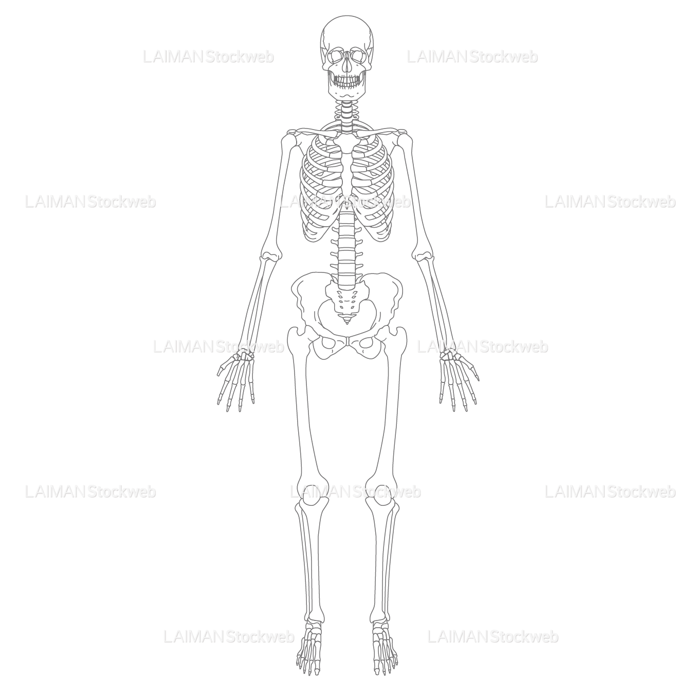 全身骨格(前面)