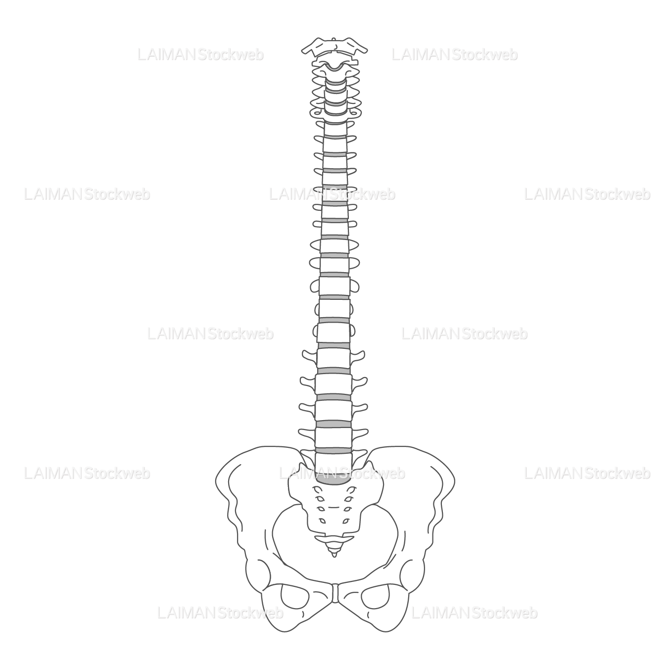 脊椎と骨盤(後面)