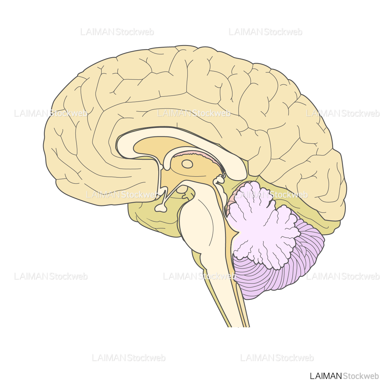 脳断面図(正中矢状) – LAIMAN Stockweb 脳断面図(正中矢状) – LAIMAN Stockweb