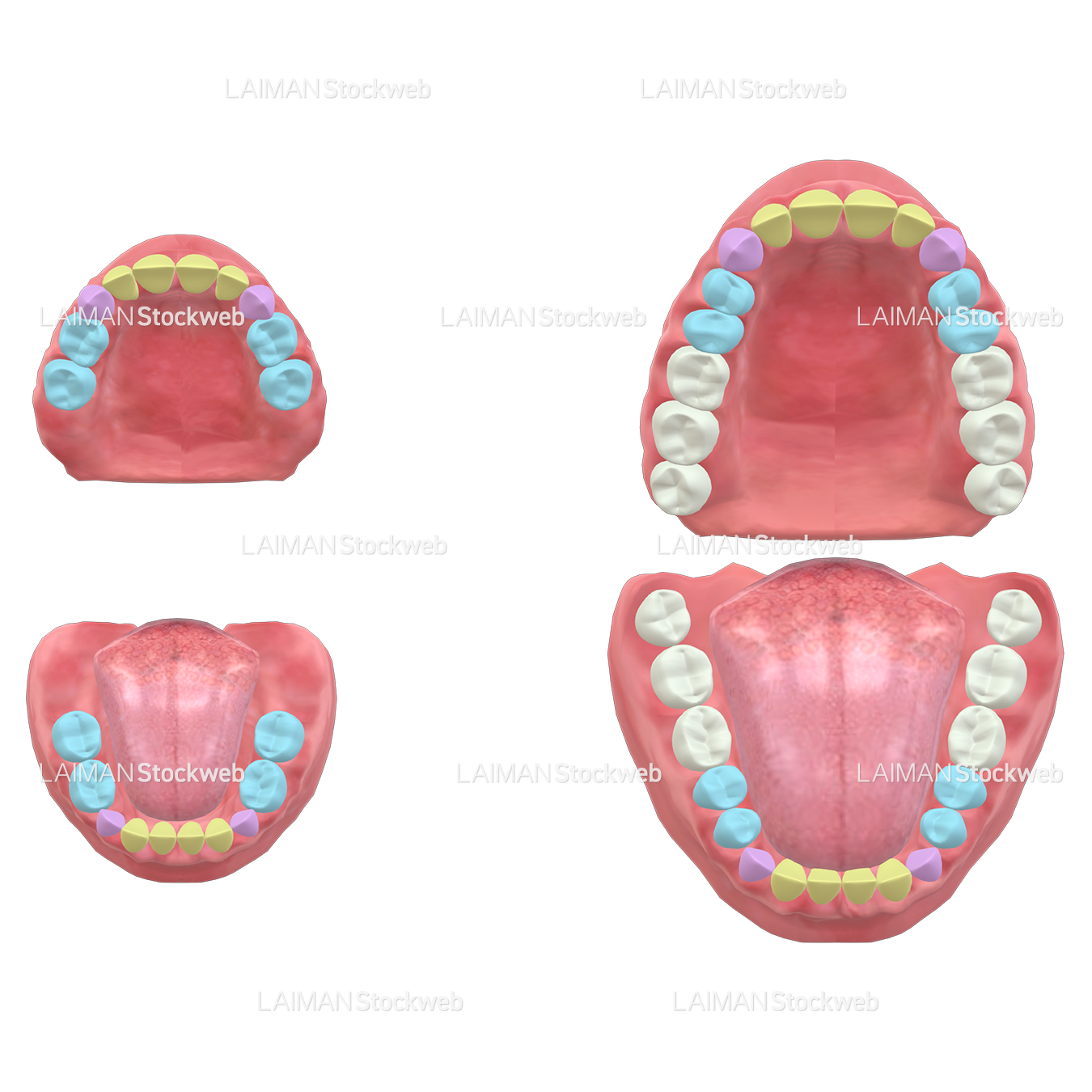 乳歯・永久歯比較