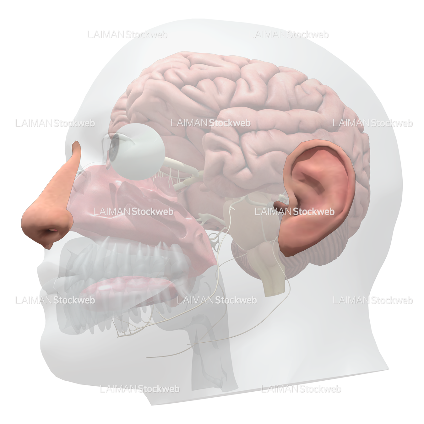 特殊感覚の全体像