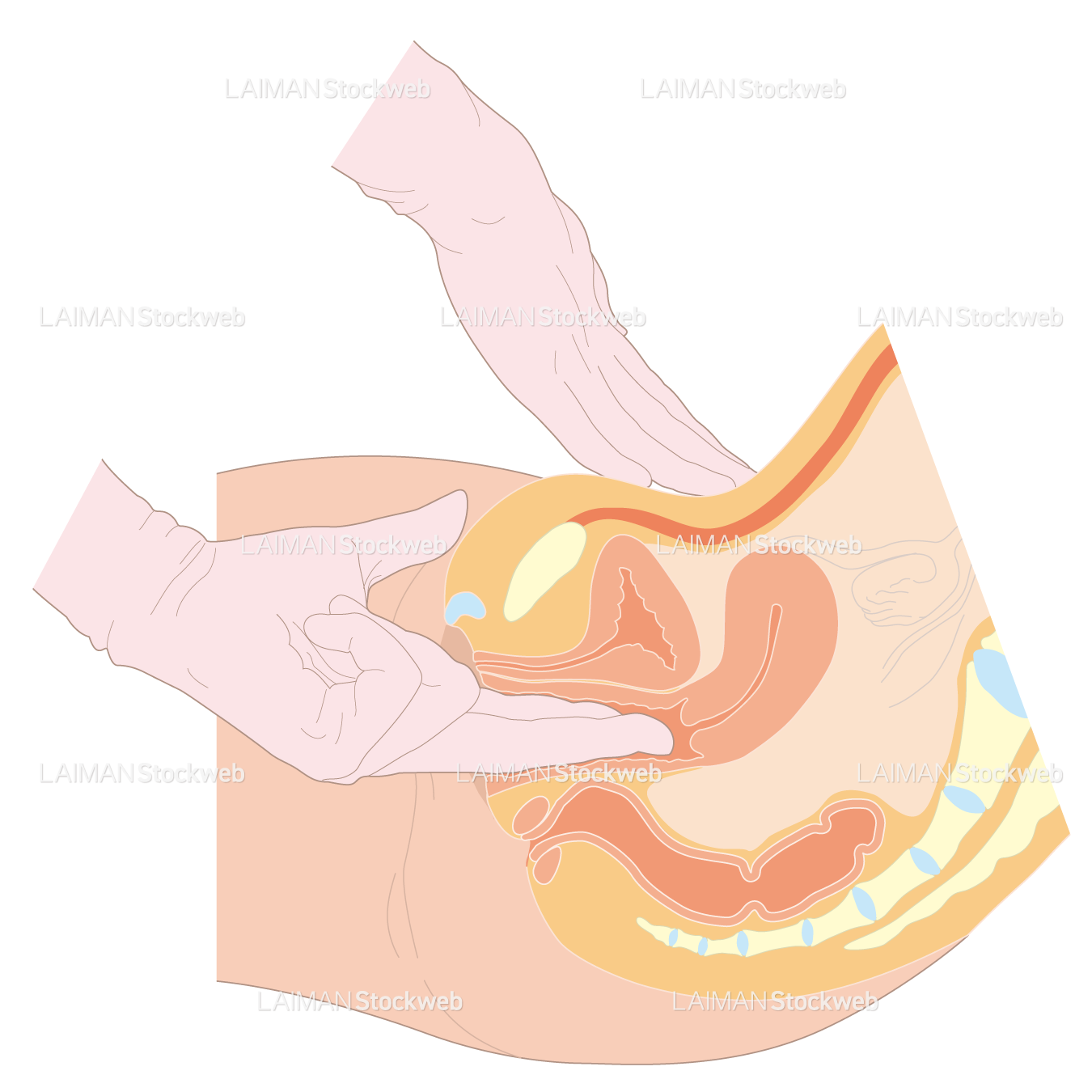 婦人科内診/双合診