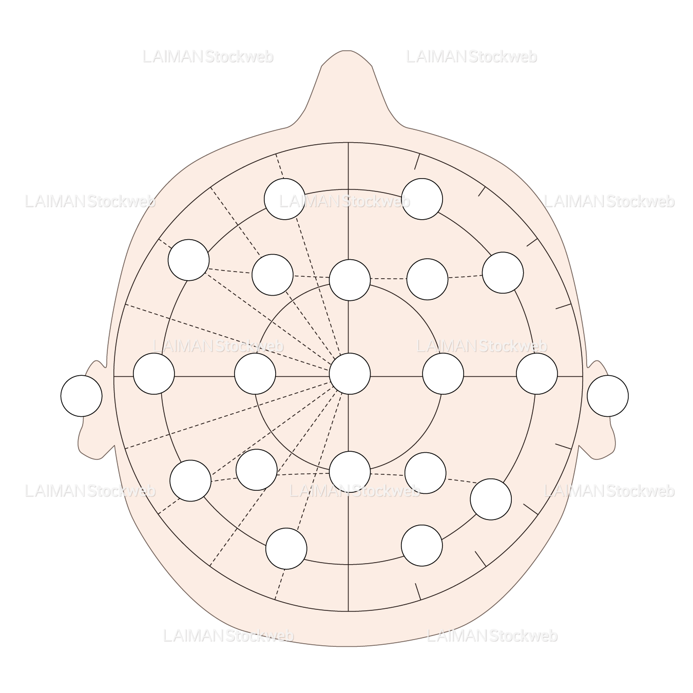 脳波の電極の部位(10/20法)