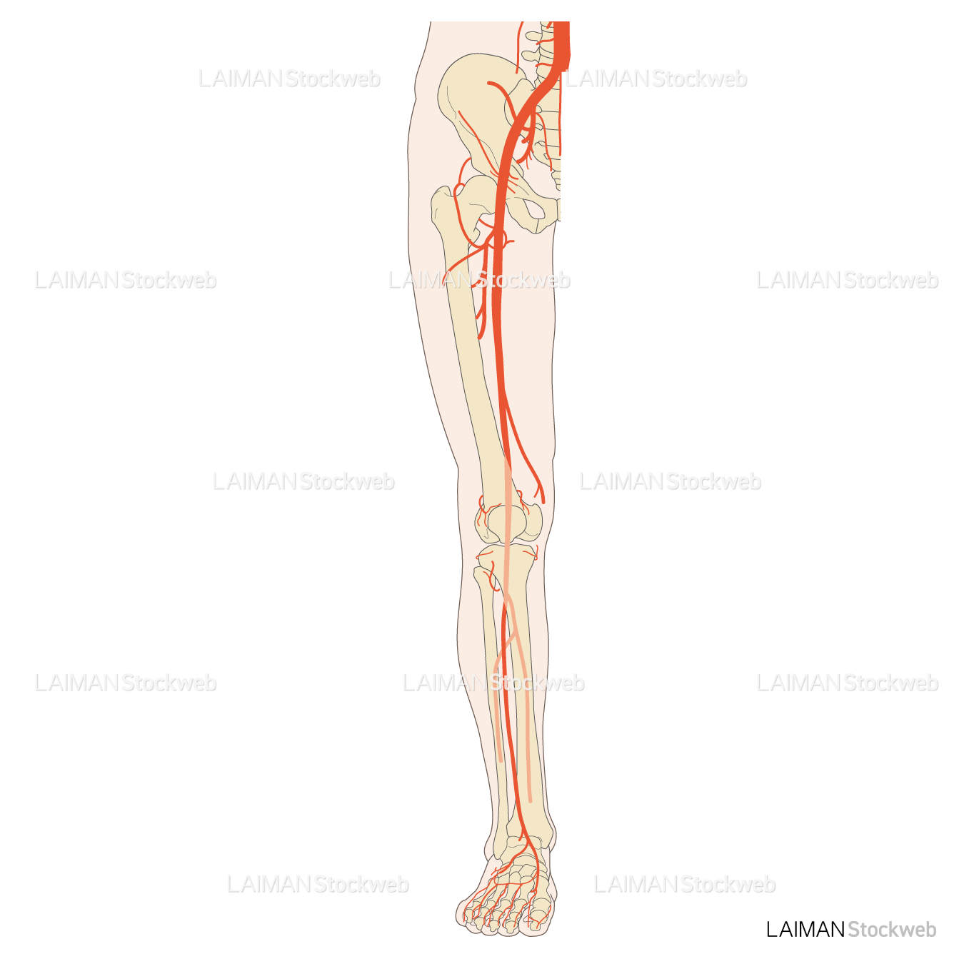 下肢動脈分布（前面）