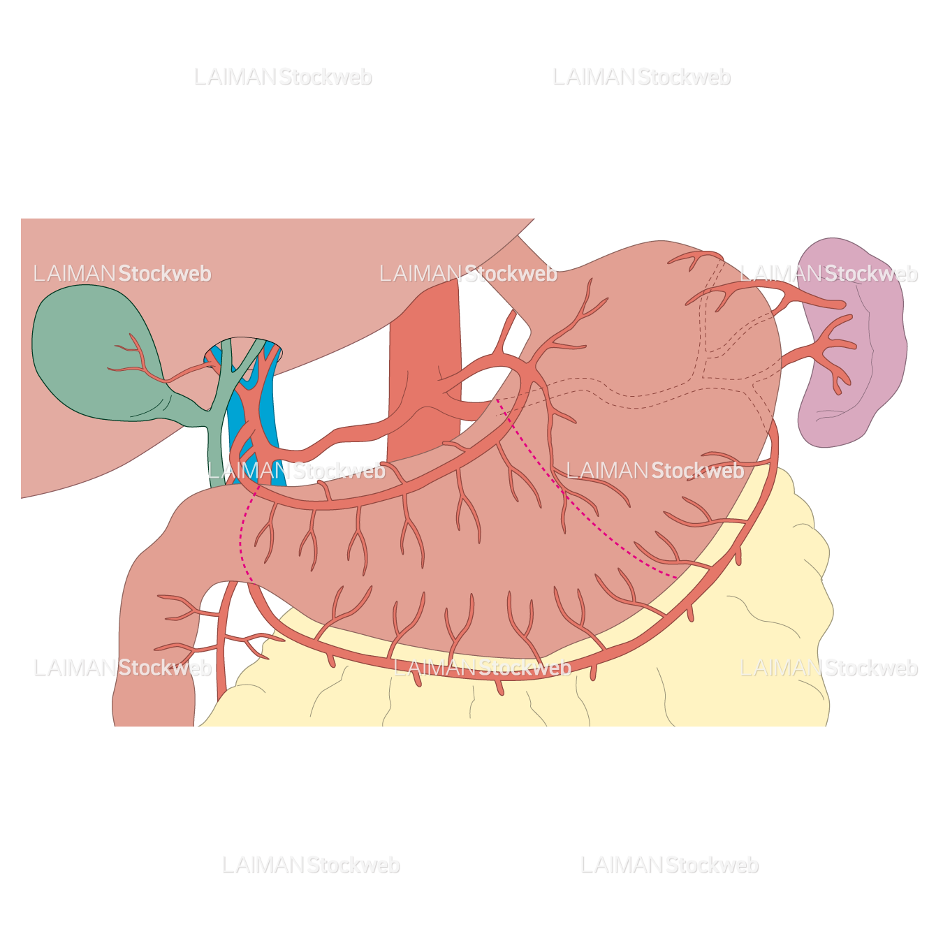 胃の周辺の構造(動脈)