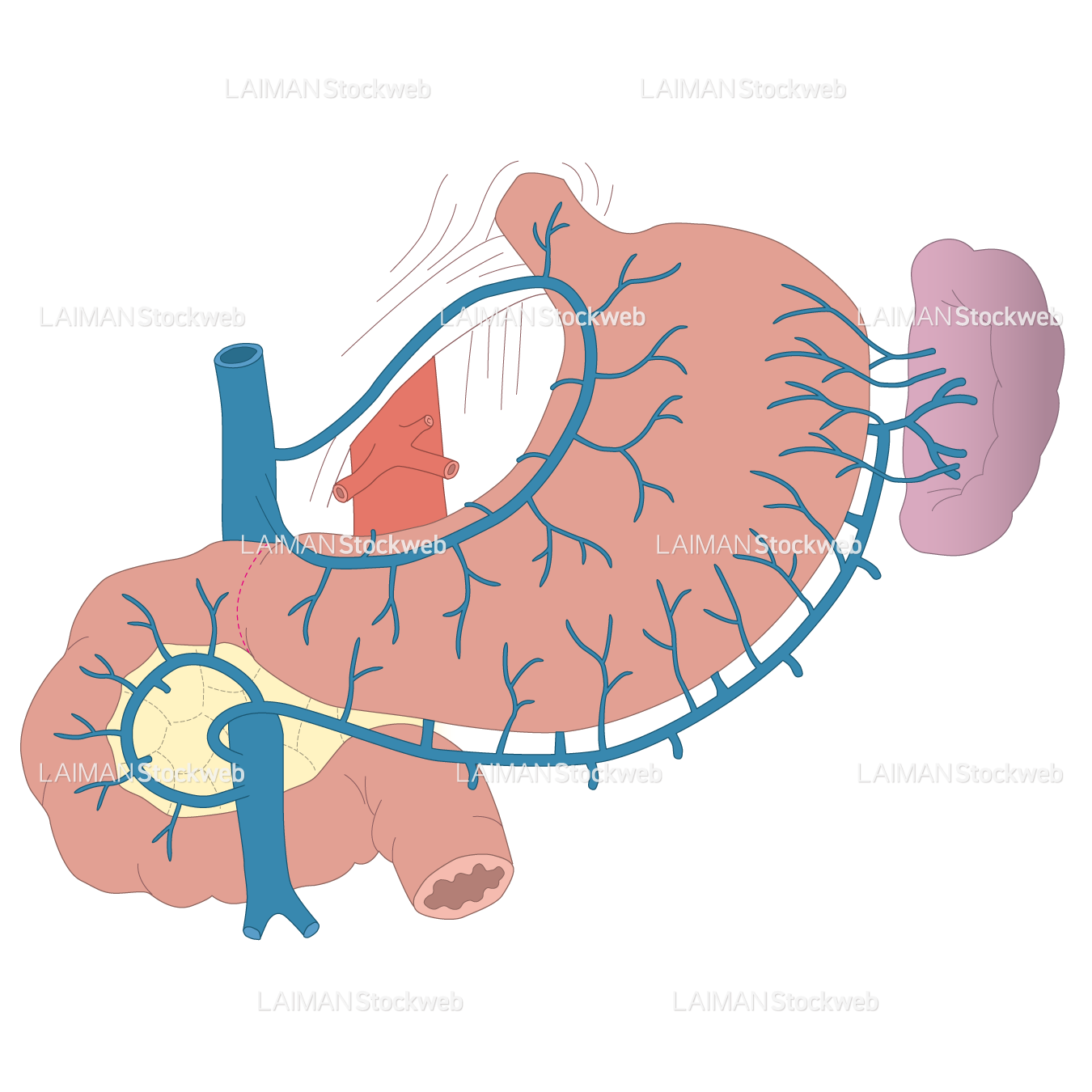 胃の周辺の構造(静脈)