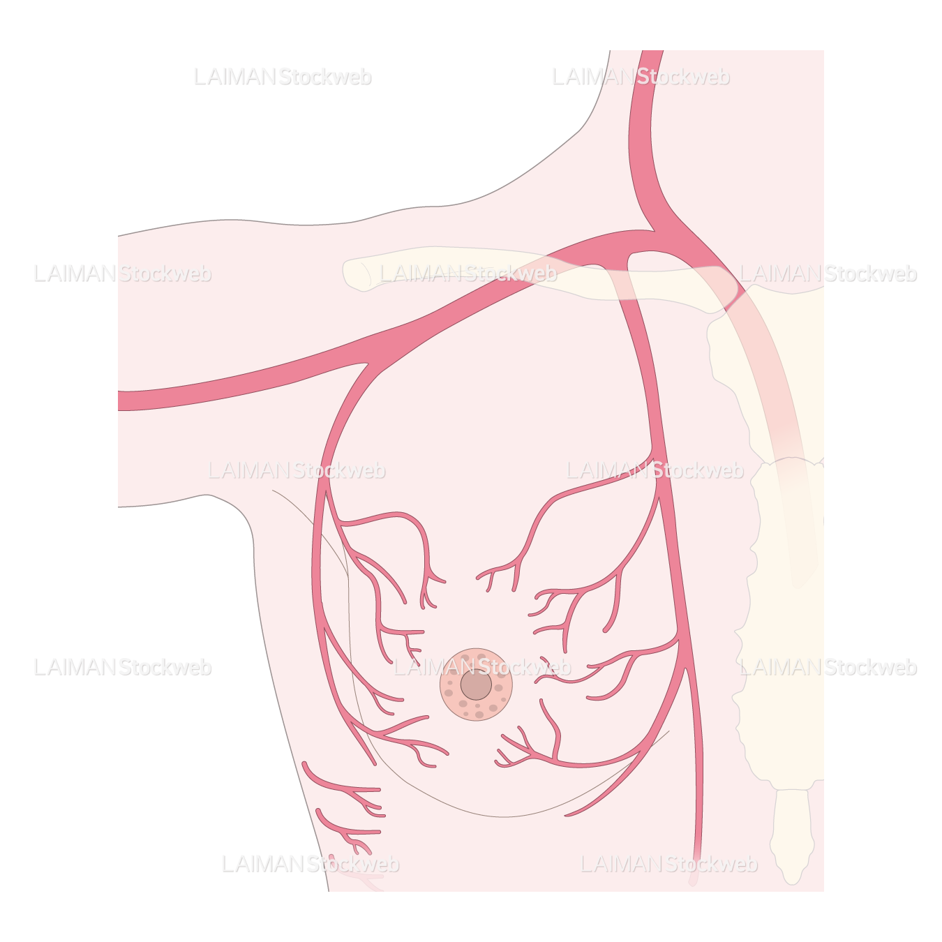 乳腺の動脈