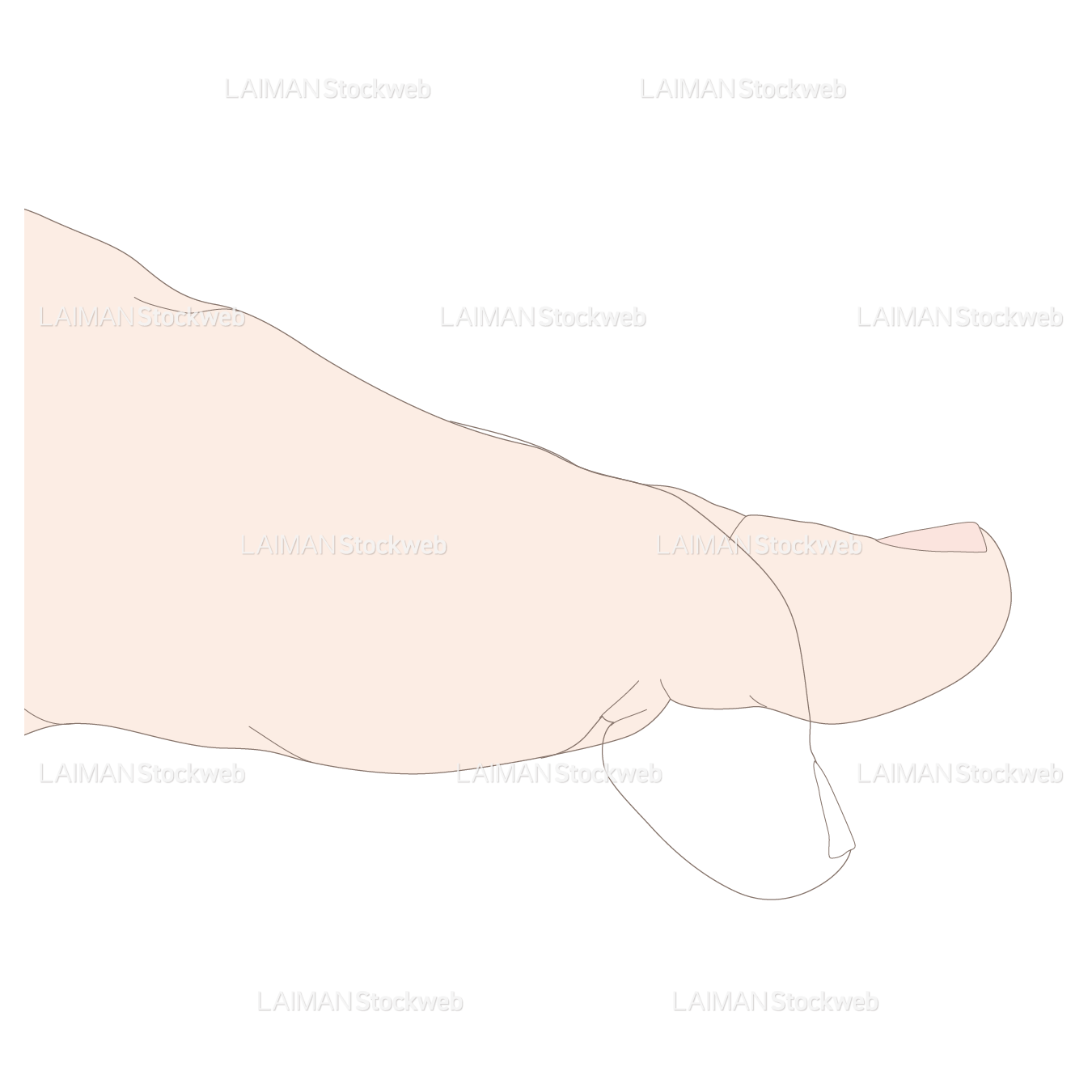 母趾の伸展・屈曲(基節骨-末節骨)