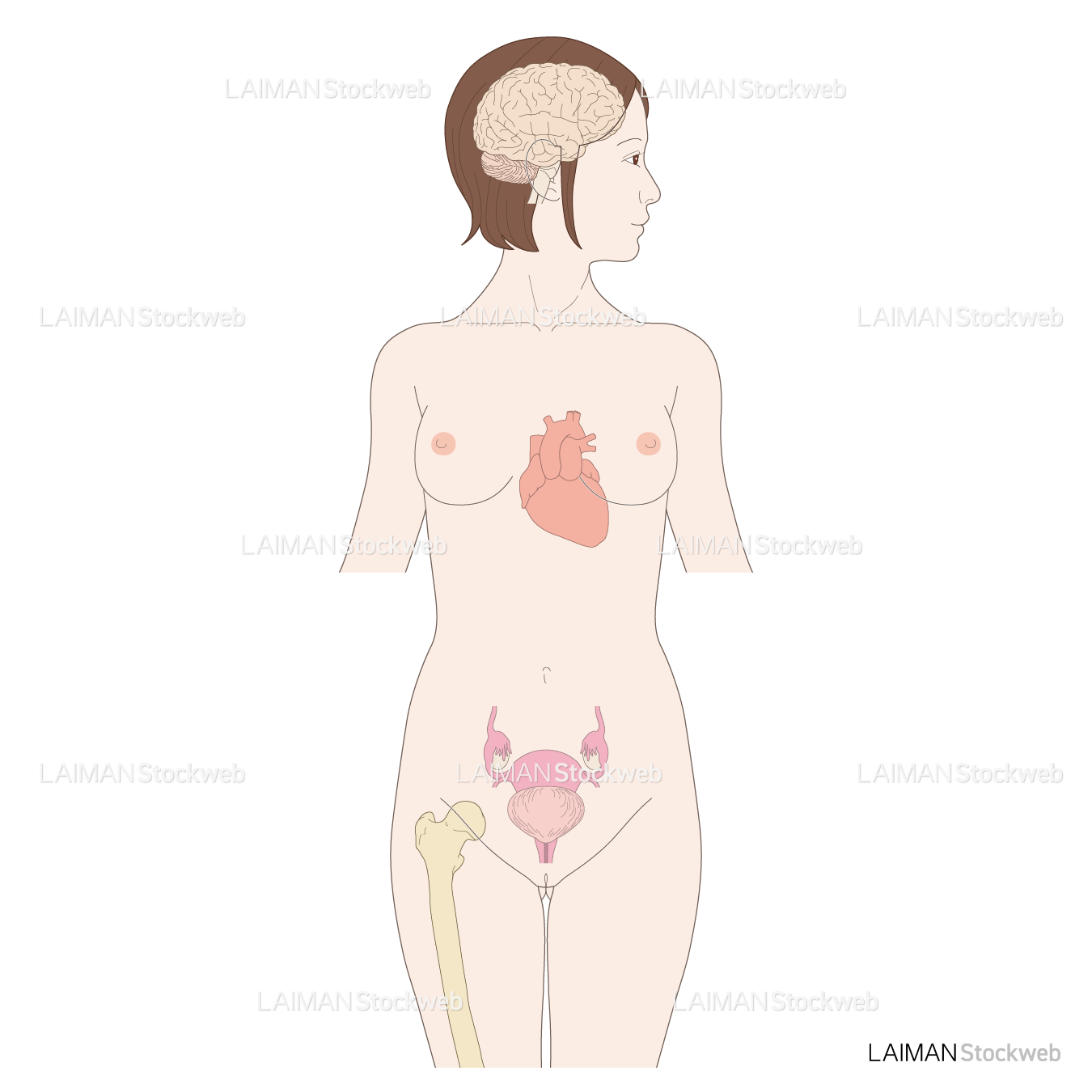 女性の脳・心臓・卵巣・膀胱・骨(エストロゲン欠乏症)