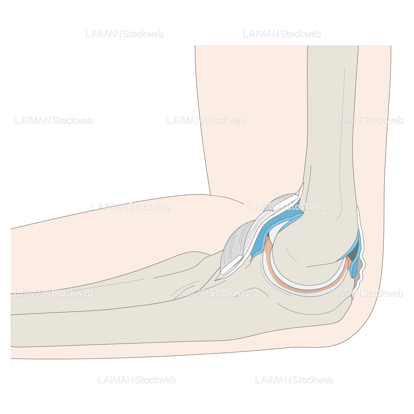 関節の構造(肘関節)