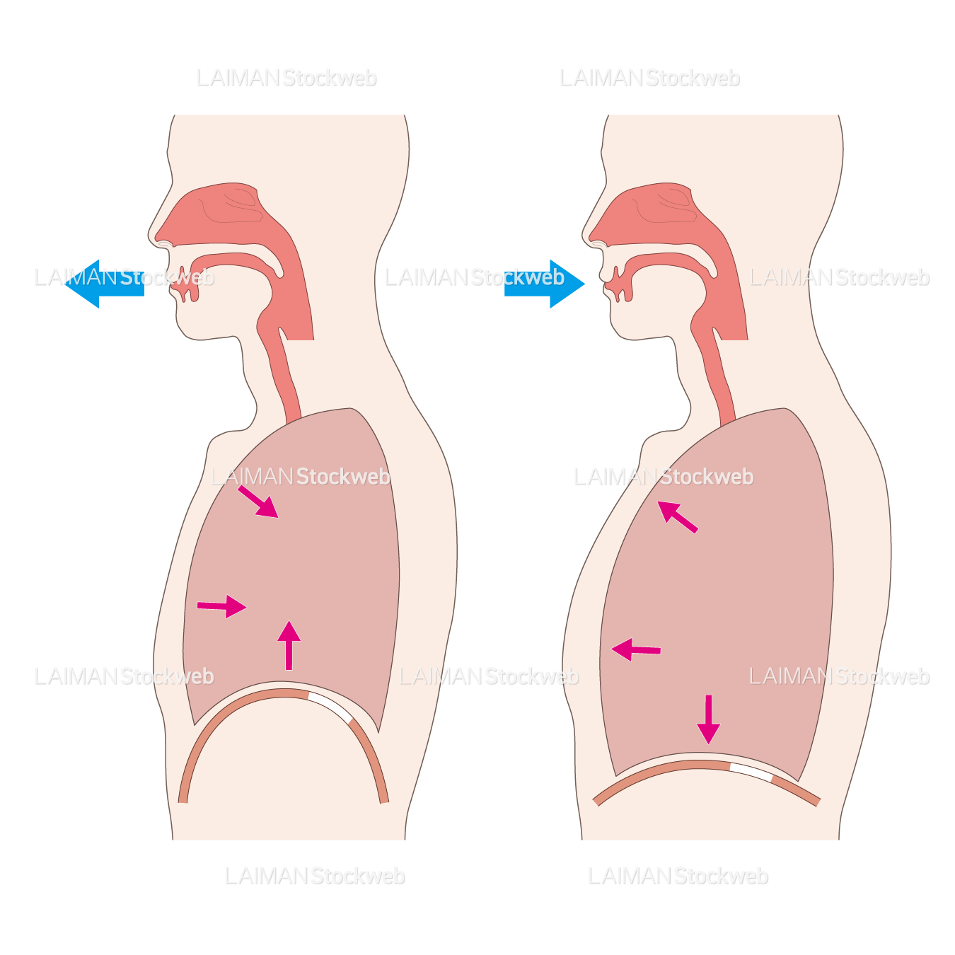 横隔膜のはたらき(呼吸運動)