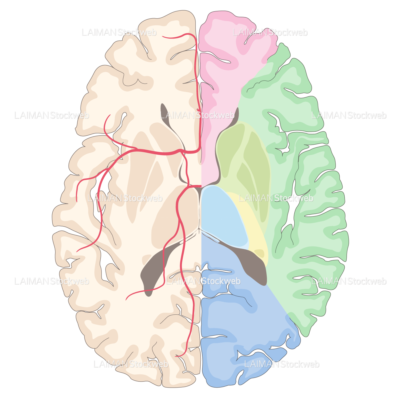 脳動脈の潅流領域(水平断)