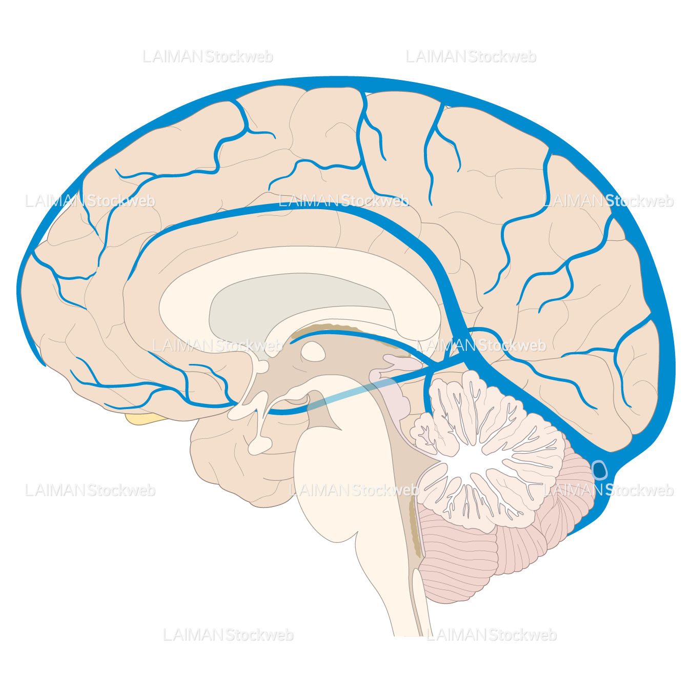 脳静脈の走行(内側面)