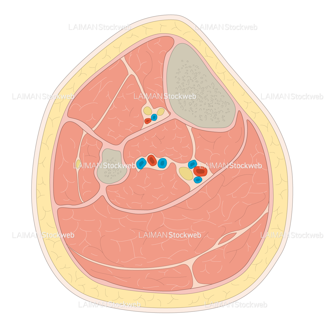 下腿の水平断(腓骨・脛骨)