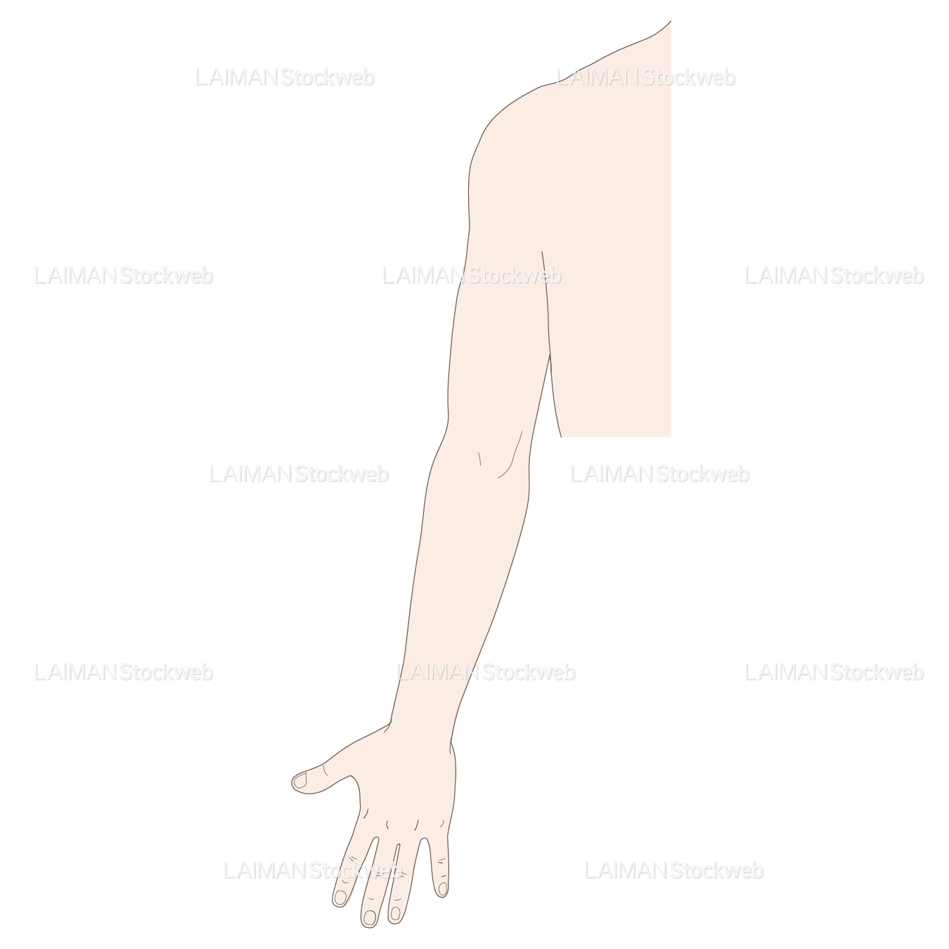 左上肢の体表(後面)