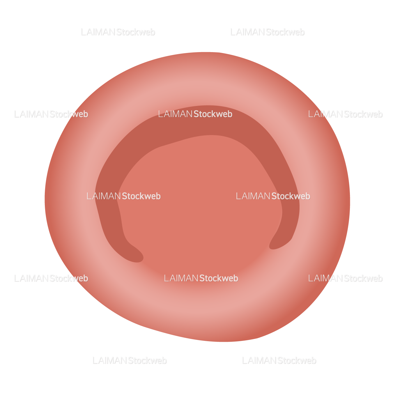 血液細胞(赤血球)