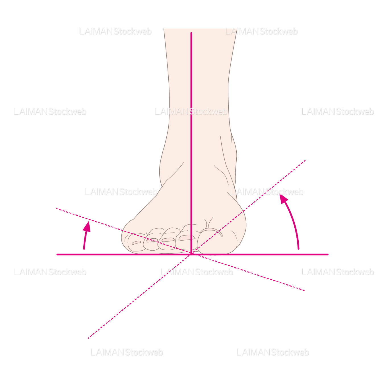 下肢(足部)の外返しと内返し