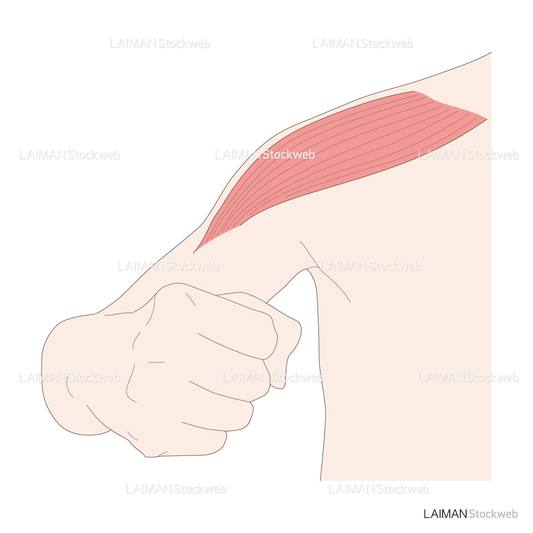 神経根障害高位診断(三角筋)