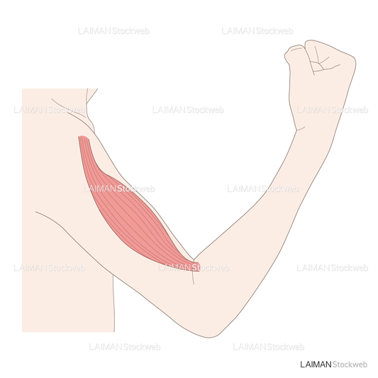 神経根障害高位診断(上腕二頭筋:屈曲)